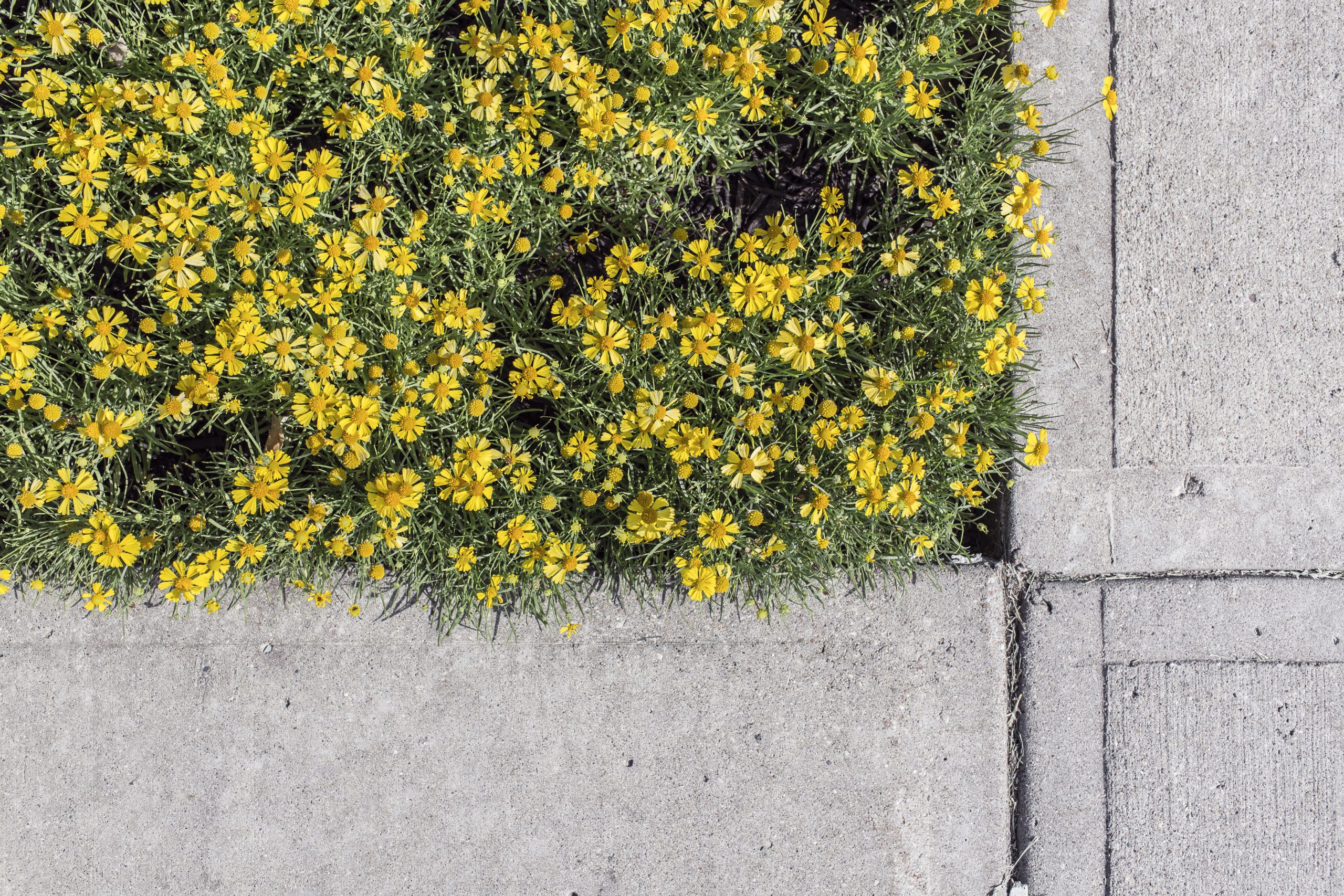 Flowers in pavement