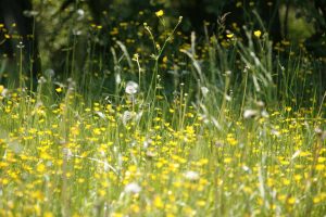 Hay Fever Products for Runners